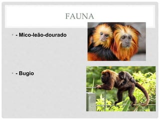 FAUNA
• - Mico-leão-dourado
• - Bugio
 