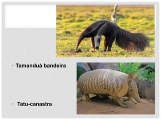 • Tamanduá bandeira
• Tatu-canastra
 
