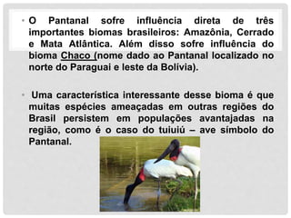 • O Pantanal sofre influência direta de três
importantes biomas brasileiros: Amazônia, Cerrado
e Mata Atlântica. Além disso sofre influência do
bioma Chaco (nome dado ao Pantanal localizado no
norte do Paraguai e leste da Bolívia).
• Uma característica interessante desse bioma é que
muitas espécies ameaçadas em outras regiões do
Brasil persistem em populações avantajadas na
região, como é o caso do tuiuiú – ave símbolo do
Pantanal.
 