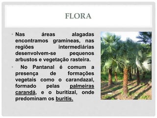 FLORA
• Nas áreas alagadas
encontramos gramíneas, nas
regiões intermediárias
desenvolvem-se pequenos
arbustos e vegetação rasteira.
• No Pantanal é comum a
presença de formações
vegetais como o carandazal,
formado pelas palmeiras
carandá, e o buritizal, onde
predominam os buritis.
 