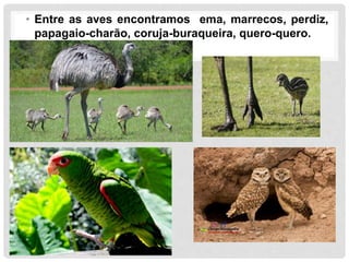• Entre as aves encontramos ema, marrecos, perdiz,
papagaio-charão, coruja-buraqueira, quero-quero.
 