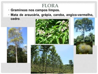 FLORA
• Gramíneas nos campos limpos.
• Mata de araucária, grápia, caroba, angico-vermelho,
cedro.
 
