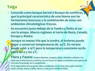 Taiga
• Conocida como bosque boreal o bosque de coníferas, ya
que la principal característica de este bioma son las
formaciones boscosas y la combinación de éstas con
ambientes climatológicos frescos.
• Se encuentra justo debajo de la Tundra y limita al sur
con la estepa. Abarca regiones al norte de Rusia, Canadá,
Europa y Alaska.
• Aunque es menos frío que la tundra, el invierno puede
llegar a conservar temperaturas de -54°C. En verano
puede subir a 19°C pero la temperatura constante oscila
entre los 0 y los 5°C.
• Flora y Fauna: Existen líquenes, musgos, pinos, abedules y abetos. Las
hojas que conforman las coníferas son en forma de aguja y contienen una especie de
cera que las protege de la congelación .
• En la taiga habita el oso pardo, lobo, comadreja, zorro, alce, lince, gato montés,
visón, conejo, marta, ardilla, ciervo y aves como el halcón búho-
 