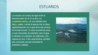 ESTUARIOS
 
