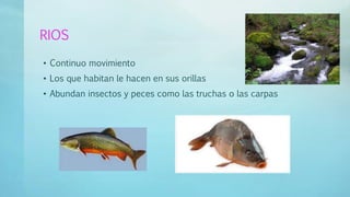 RIOS
• Continuo movimiento
• Los que habitan le hacen en sus orillas
• Abundan insectos y peces como las truchas o las carpas
 