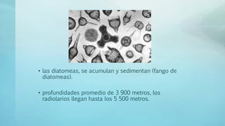 • las diatomeas, se acumulan y sedimentan (fango de
diatomeas).
• profundidades promedio de 3 900 metros, los
radiolarios llegan hasta los 5 500 metros.
 