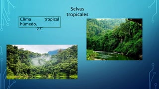 Selvas
tropicales
Clima tropical
húmedo.
27°