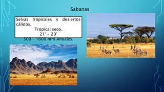 Sabanas
Selvas tropicales y desiertos
cálidos.
Tropical seco.
21° - 29°
500 – 1600 mm Anuales.