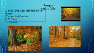 Bosque
caducifolio
Zonas templadas del hemisferio
norte
Templado húmedo
20° verano
3° invierno
