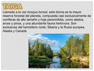 Llamada a la vez bosque boreal, este bioma es la mayor
reserva forestal del planeta, compuesta casi exclusivamente de
coníferas de alto tamaño y hoja perennifolia, como abetos,
arces y pinos, y una abundante fauna herbívora. Son
exclusivas del hemisferio norte: Siberia y la Rusia europea,
Alaska y Canadá.
 