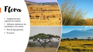 Flora
• Adaptación para
soportar las sequías.
• Arbustos espinosos, las
suculentas y los cactus.
• Son de tipo perenne.
• El acacia
 