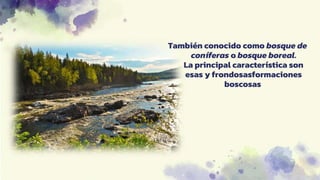 También conocido como bosque de
coníferas o bosque boreal.
La principal característica son
esas y frondosasformaciones
boscosas
 