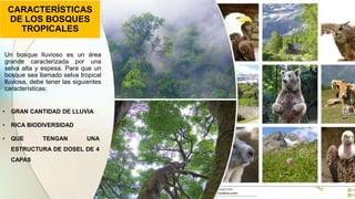 CARACTERÍSTICAS
DE LOS BOSQUES
TROPICALES
Un bosque lluvioso es un área
grande caracterizada por una
selva alta y espesa. Para que un
bosque sea llamado selva tropical
lluviosa, debe tener las siguientes
características:
• GRAN CANTIDAD DE LLUVIA
• RICA BIODIVERSIDAD
• QUE TENGAN UNA
ESTRUCTURA DE DOSEL DE 4
CAPAS
 