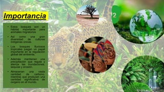 Importancia
• Estos bosques son un
hábitat importante para
animales migratorios
• Así como una gran
diversidad de culturas
indígenas únicas.
• Los bosques lluviosos
tropicales juegan un papel
importante en la regulación
global del ambiente,
• Además mantienen una
precipitación que regula y
atenúa las inundaciones,
sequías y erosión.
• Almacenan una vasta
cantidad de carbono,
mientras que producen una
cantidad significativa de
oxígeno en el mundo.
 