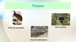 Fauna
Perdíz de ceja pálida
Pecarí de labio blanco
Mono aullador
 