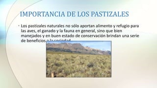 IMPORTANCIA DE LOS PASTIZALES
• Los pastizales naturales no sólo aportan alimento y refugio para
las aves, el ganado y la fauna en general, sino que bien
manejados y en buen estado de conservación brindan una serie
de beneficios a la sociedad.
 
