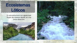 72
Ecosistemas
Lóticos
Es una estructura con aguas que
fluyen de manera rápida, en una
única dirección.
 