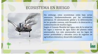 ECOSISTEMA EN RIESGO
Sin embargo, estos ecosistemas están bajo serias
amenazas, fundamentalmente por las actividades
antrópicas. El calentamiento global y la deforestación
de las grandes cuencas, está llevando a la desecación y
sedimentación de muchos lagos.
Según el Consejo Mundial del Agua, más de la mitad de
los lagos y reservas de agua dulce del planeta están
amenazados. Los más amenazados son los lagos de
menor profundidad y ubicados cerca de regiones de
agricultura intensiva y desarrollo industrial.
 