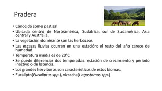 Pradera
• Conocida como pastizal
• Ubicada centro de Norteamérica, Sudáfrica, sur de Sudamérica, Asia
central y Australia.
• La vegetación dominante son las herbáceas
• Las escasas lluvias ocurren en una estación; el resto del año carece de
humedad.
• Temperatura media es de 20°C
• Se puede diferenciar dos temporadas: estación de crecimiento y periodo
inactivo o de latencia.
• Los grandes hervíboros son característicos de estos biomas.
• Eucalipto(Eucaliptus spp.), vizcacha(Lagostomus spp.)
 