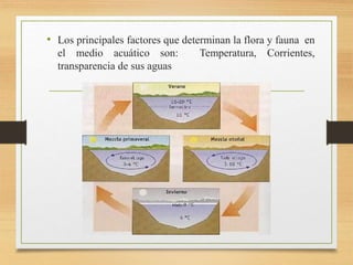 • Los principales factores que determinan la flora y fauna en
el medio acuático son: Temperatura, Corrientes,
transparencia de sus aguas
 