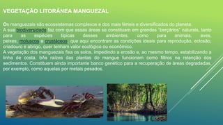 VEGETAÇÃO LITORÂNEA MANGUEZAL
Os manguezais são ecossistemas complexos e dos mais férteis e diversificados do planeta.
A sua biodiversidade faz com que essas áreas se constituam em grandes “berçários” naturais, tanto
para as espécies típicas desses ambientes, como para animais, aves,
peixes, moluscos e crustáceos, que aqui encontram as condições ideais para reprodução, eclosão,
criadouro e abrigo, quer tenham valor ecológico ou econômico.
A vegetação dos manguezais fixa os solos, impedindo a erosão e, ao mesmo tempo, estabilizando a
linha de costa. bAs raízes das plantas do mangue funcionam como filtros na retenção dos
sedimentos. Constituem ainda importante banco genético para a recuperação de áreas degradadas,
por exemplo, como aquelas por metais pesados.
 