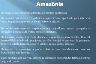 Amazônia
Os insetos estão presentes em todos os estratos da floresta.
Os animais rastejadores, os anfíbios e aqueles com capacidade para subir em
locais íngremes exploram os níveis baixos e médios.
Os locais mais altos são explorados por beija-flores, araras, papagaios e
periquitos à procura de frutas, brotos e castanhas.
Os tucanos, voadores de curta distância, exploram as árvores altas. O nível
intermediário é habitado por jacus, gaviões, corujas e centenas de pequenas
aves. No extrato terrestre estão os jabutis, cotias, pacas, antas etc.
Os mamíferos aproveitam a produtividade sazonal dos alimentos, como os
frutos caídos das árvores.
Esses animais, por sua vez, servem de alimentos para grandes felinos e cobras
de grande porte.
 