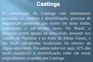 A conservação da Caatinga está intimamente
associada ao combate à desertificação, processo de
degradação ambiental que ocorre em áreas áridas,
semi-áridas e sub-úmidas secas. No Brasil, o
processo ocorre apenas no semi-árido, presente nos
estados do Nordeste e no norte de Minas Gerais, e
em áreas sub-úmidas localizadas no entorno da
região semi-árida. Em outras palavras: aqui, 62% das
áreas suscetíveis à desertificação estão em zonas
originalmente ocupadas por Caatinga.
Caatinga
 