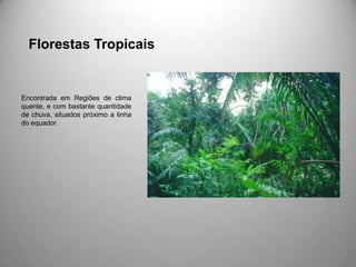 Florestas Tropicais


Encontrada em Regiões de clima
quente, e com bastante quantidade
de chuva, situados próximo a linha
do equador.
 