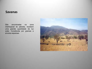 Savanas


São      encontradas    na    zona
intertropical do planeta, recebem
uma grande quantidade de luz
solar. Constituída por gramas e
arvores esparsas.
 