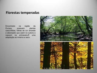 Florestas temperadas


Encontrado       na    região     da
Europa,        possuem       plantas
caducifólias, folhas de cor amarela
e alaranjado que caem no outono e
nascem na primavera.È uma
adaptação ao inverno e seco.
 
