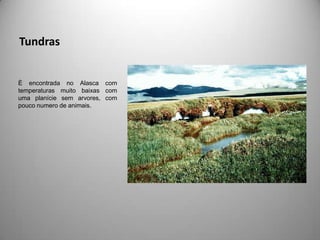 Tundras


È encontrada no Alasca com
temperaturas muito baixas com
uma planície sem arvores, com
pouco numero de animais.
 