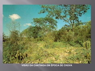 VISÃO DA CAATINGA EM ÉPOCA DE CHUVA
 