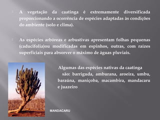  A vegetação da caatinga é extremamente diversificada
proporcionando a ocorrência de espécies adaptadas às condições
do ambiente (solo e clima).
 As espécies arbóreas e arbustivas apresentam folhas pequenas
(caducifolia)ou modificadas em espinhos, outras, com raízes
superficiais para absorver o máximo de águas pluviais.
 Algumas das espécies nativas da caatinga
são: barriguda, amburana, aroeira, umbu,
baraúna, maniçoba, macambira, mandacaru
e juazeiro
MANDACARU
 
