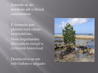  Estende-se do
nordeste até o litoral
catarinenese
 É formada por
plantas com raízes
respiratórias.
 Mais importantes
(Rhizophora mangle e
Avicennia tomentosa)
 Desenvolve-se em
solo lodoso e salgado
 