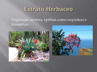  Vegetação rasteira, epífitas como orquídeas e
bromélias
 
