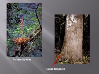 Raizes tabulares
Plantas Epífitas
 