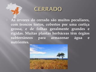  As árvores do cerrado são muitos peculiares,
com troncos tortos, cobertos por uma cortiça
grossa, e de folhas geralmente grandes e
rígidas. Muitas plantas herbáceas têm órgãos
subterrâneos para armazenar água e
nutrientes.
 