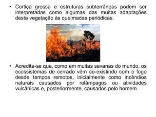 • Cortiça grossa e estruturas subterrâneas podem ser 
interpretadas como algumas das muitas adaptações 
desta vegetação às queimadas periódicas. 
• Acredita-se que, como em muitas savanas do mundo, os 
ecossistemas de cerrado vêm co-existindo com o fogo 
desde tempos remotos, inicialmente como incêndios 
naturais causados por relâmpagos ou atividades 
vulcânicas e, posteriormente, causados pelo homem. 
 
