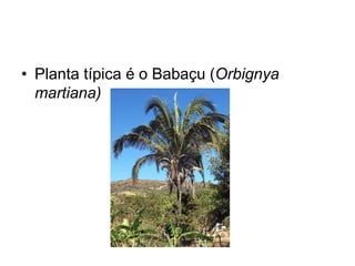 • Planta típica é o Babaçu (Orbignya 
martiana) 
 