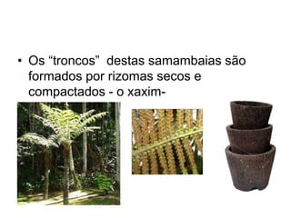 • Os “troncos” destas samambaias são 
formados por rizomas secos e 
compactados - o xaxim- 
 