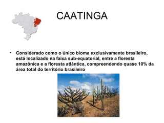 CAATINGA 
• Considerado como o único bioma exclusivamente brasileiro, 
está localizado na faixa sub-equatorial, entre a floresta 
amazônica e a floresta atlântica, compreendendo quase 10% da 
área total do território brasileiro 
 