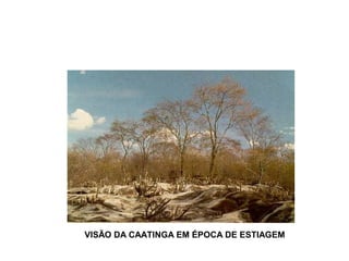 VISÃO DA CAATINGA EM ÉPOCA DE ESTIAGEM 
 