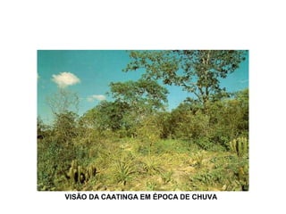 VISÃO DA CAATINGA EM ÉPOCA DE CHUVA 
 