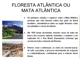 FLORESTA ATLÂNTICA OU 
MATA ATLÂNTICA 
 