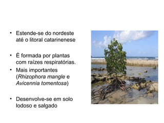 • Estende-se do nordeste 
até o litoral catarinenese 
• É formada por plantas 
com raízes respiratórias. 
• Mais importantes 
(Rhizophora mangle e 
Avicennia tomentosa) 
• Desenvolve-se em solo 
lodoso e salgado 
 