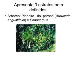 Apresenta 3 estratos bem 
definidos: 
• Arbóreo: Pinheiro –do- paraná (Araucaria 
angustifolia) e Podocarpus 
 