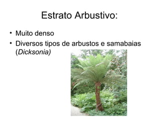 Estrato Arbustivo: 
• Muito denso 
• Diversos tipos de arbustos e samabaias 
(Dicksonia) 
 