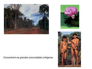 Concentram-se grandes comunidades indígenas 
 