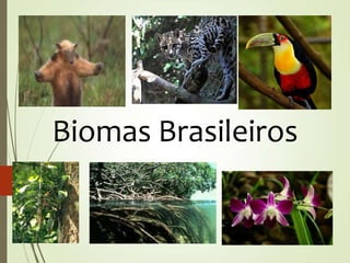 Biomas Brasileiros
 