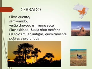 CERRADO
Clima quente,
semi-úmido,
verão chuvoso e inverno seco
Pluviosidade - 800 a 1600 mm/ano
Os solos muito antigos, quimicamente
pobres e profundos
 
